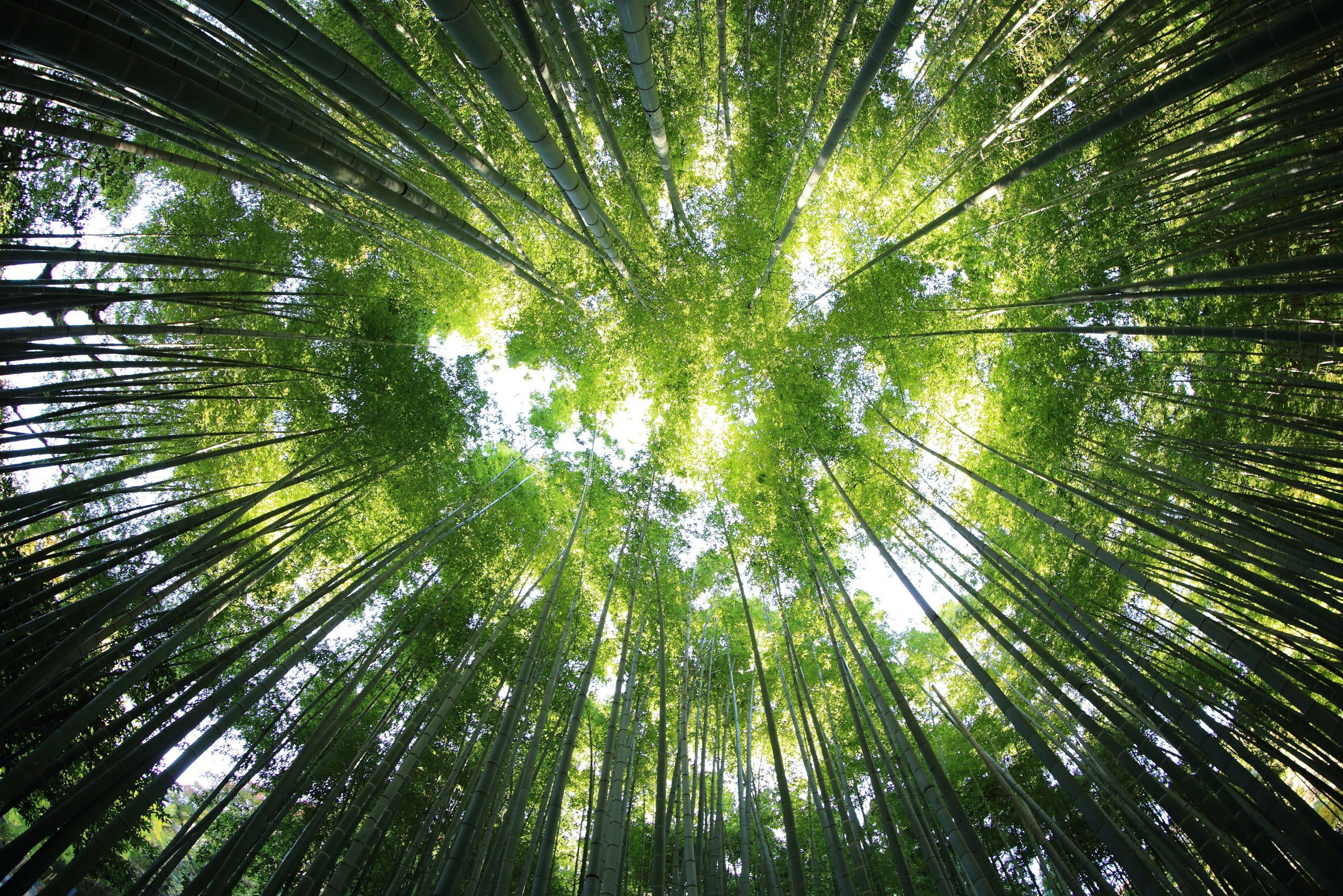 Grüne Landschaft als Sinnbild für den bewussten Umgang mit unserer Umwelt
